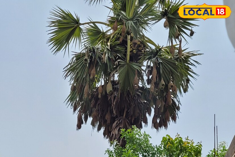 তবে সভ্যতার উন্নতির সঙ্গে সঙ্গে ক্রমশই হারিয়ে যাচ্ছে বাবুই পাখির বাসা। নেই বড় বড় তালগাছ, স্বাভাবিকভাবে শান্ত পরিবেশে বাসা করে থাকার জো নেই শিল্পী পাখিদের। প্রায় লুপ্তপ্রায় বাবুই পাখির বাসা।
