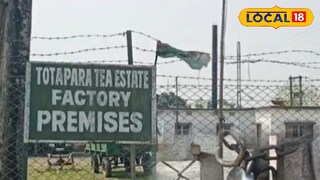 চা বাগান 