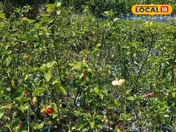 তীব্র