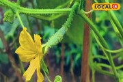 বাড়ির উঠোনে শখ করে লাগানো গাছ ফলে ভরে উঠবে, শুধু মেনে চলুন এই টিপস