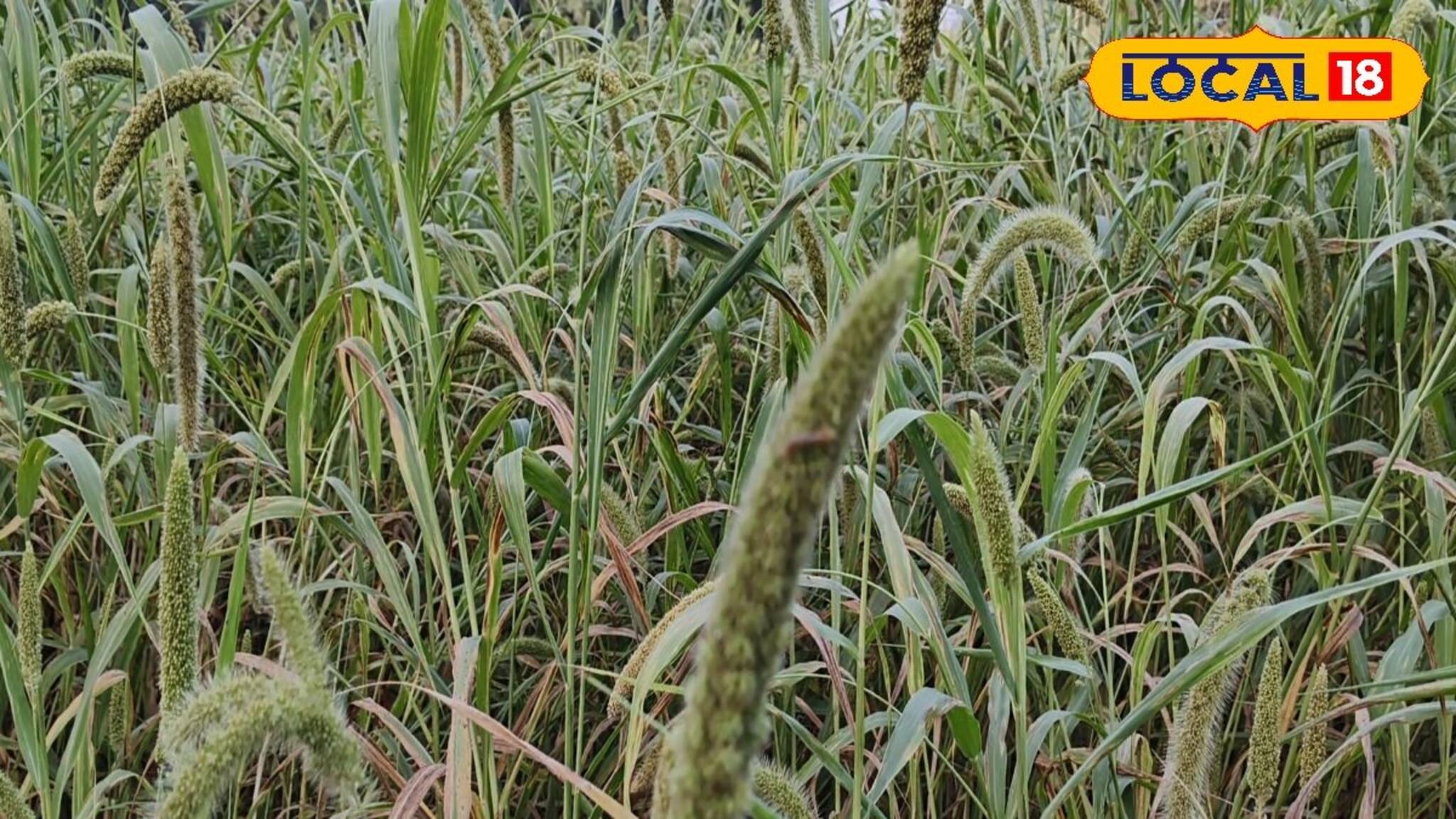 ধান ছেড়ে 'সুপার ফুড' কাউনের চাষ, ভাগ্য খুলে গিয়েছে কৃষকদের