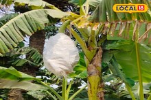 গাছ ভর্তি কাঁদি কাঁদি কলা ঢাকা বস্তা দিয়ে! কারণ জানলে অবাক হবেন