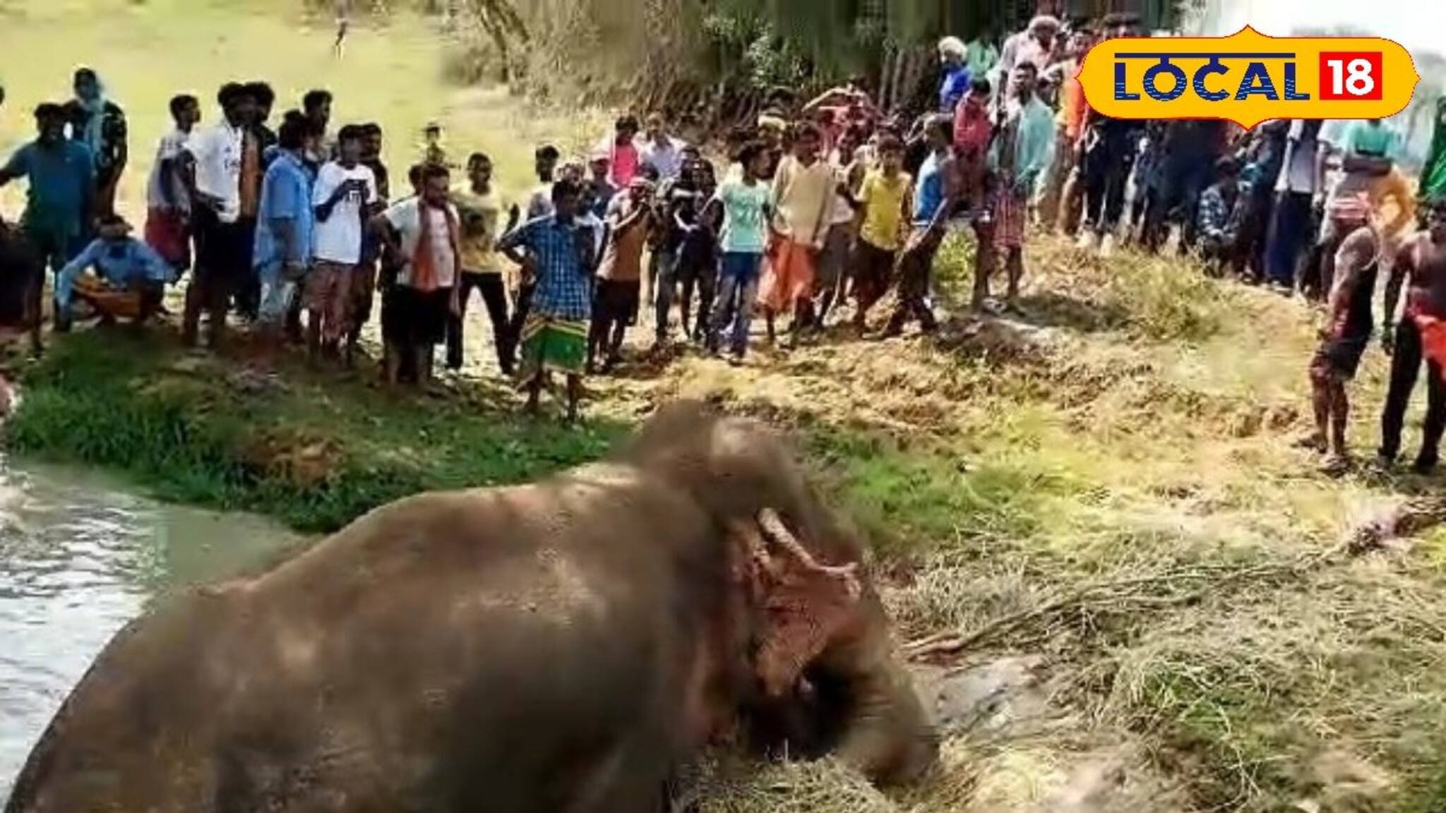 Jhargram News: অবশেষে হার মানতেই হল, তোলা গেল না কাদা থেকে, সারাদিন পড়ে থেকে মৃত্যুর কোলে ঢলে পড়ল পূর্ণবয়স্ক হাতি!