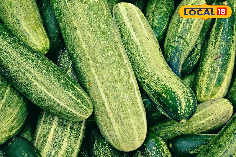 গরমে শসা না খেলে পেটের সমস্যা অবধারিত। শসাতে জলের পরিমাণ থাকে অনেকটাই বেশি। ফলে শরীর আর্দ্র রাখতে দারুণ সাহায্য করে এই ফল। হজমের গোলমাল কমাতেও শসা দারুণ উপকারী।