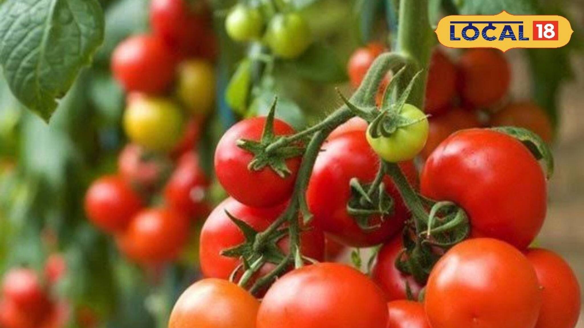 রান্নার স্বাদ বাড়াতে টম্যাটো দিচ্ছেন?কাঁচা তো দূর, রান্না খাবারও কারা ছোঁবেন না?