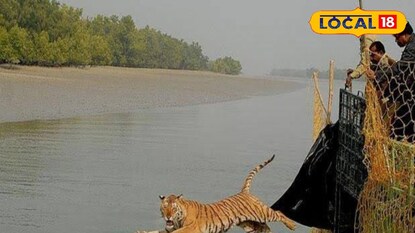 বাঘের হামলায় মত্তজীবীর ক্ষতিপূরণের নির্দেশ