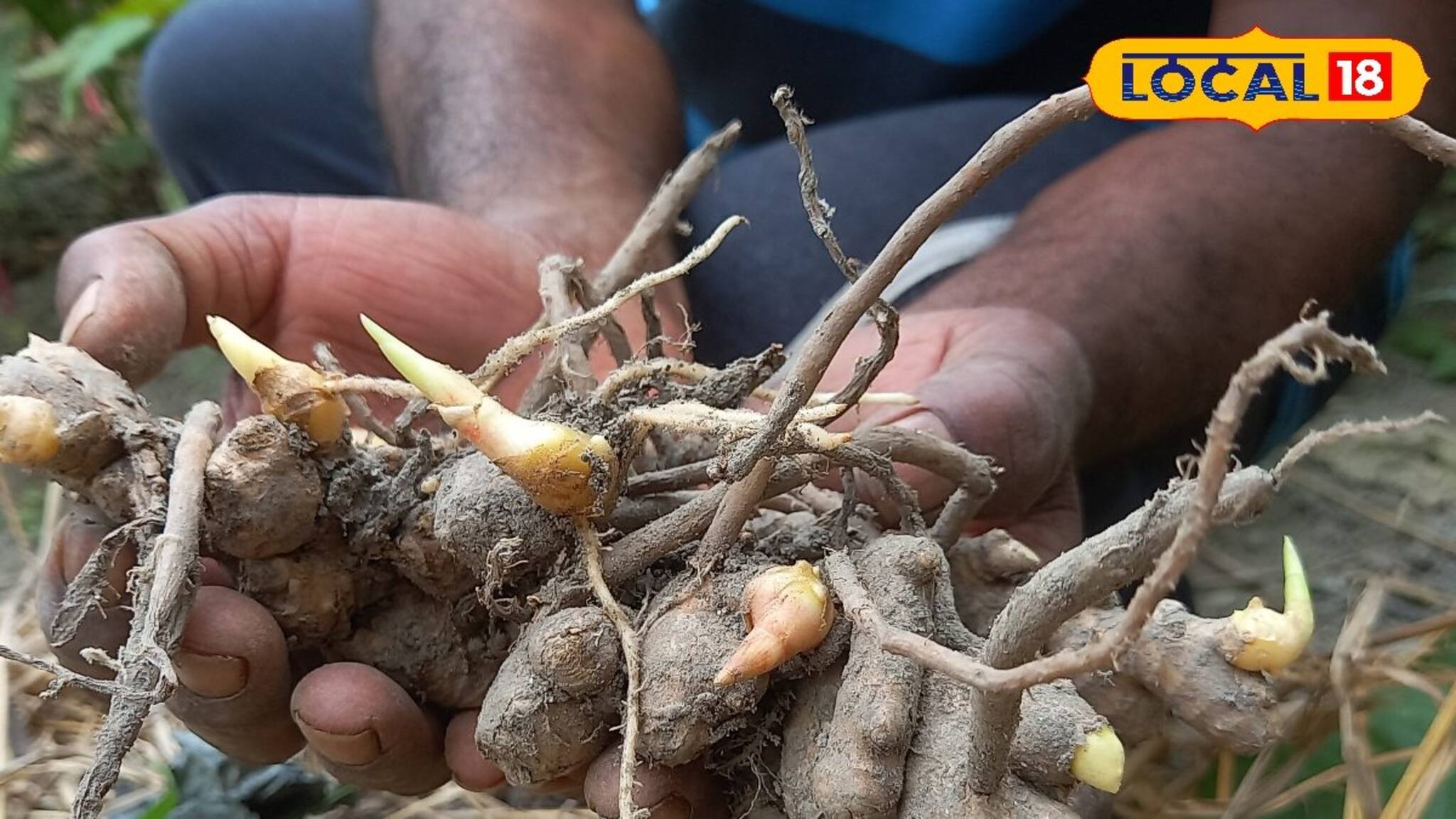 Ginger Export: পুঁইশাক-ঝিঙের নীচে লক্ষাধিক টাকার আদাচাষ! জলপাইগুড়ির আদা ‌যাচ্ছে ফ্রান্সে! মিশ্রচাষে বিরাট চমক