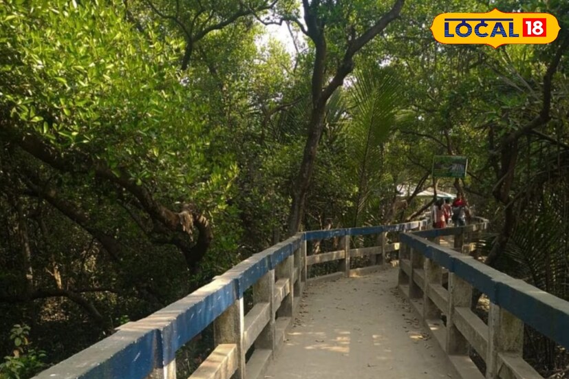 সুন্দরবন না পৌঁছেও সুন্দরবনের অনুভূতি যদি উপলব্ধি পেতে এই গোলপাতার জঙ্গল আপনার জন্য বেস্ট। গরান, গেঁওয়া, হেতাল গোলপাতা, সুন্দরী গাছ ও নানা ম্যানগ্রোভে ভরা এই মিনি সুন্দরবনের দেখা মিলবে। 