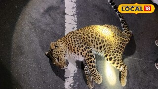 মৃত লেপার্ড