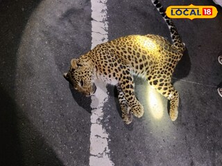 মৃত লেপার্ড মৃত লেপার্ড