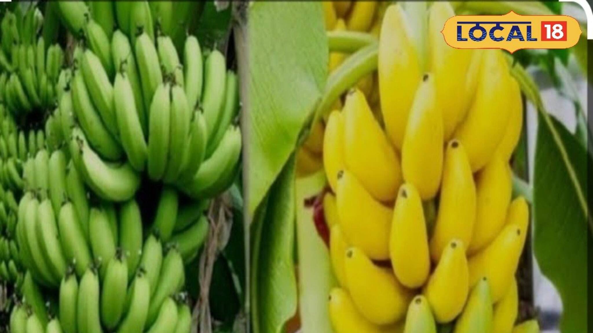 কলা পাকা না কাঁচা খাওয়া ভাল? ডায়াবেটিসে কোন কলা খাবেন? জানুন বিশেষজ্ঞের মত