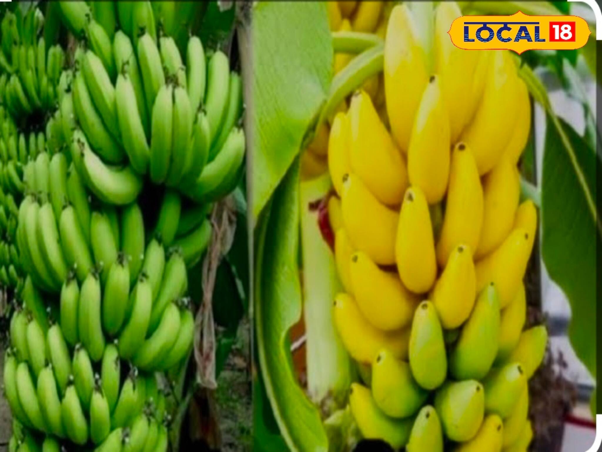 কলা পাকা না কাঁচা খাওয়া ভাল? ডায়াবেটিসে কোন কলা খাবেন? জানুন বিশেষজ্ঞের মত