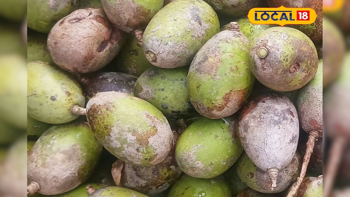 Hog Plum Benefits আপেলের সমান পুষ্টিগুণ! অবহেলায় পড়ে থাকা এই ফলই