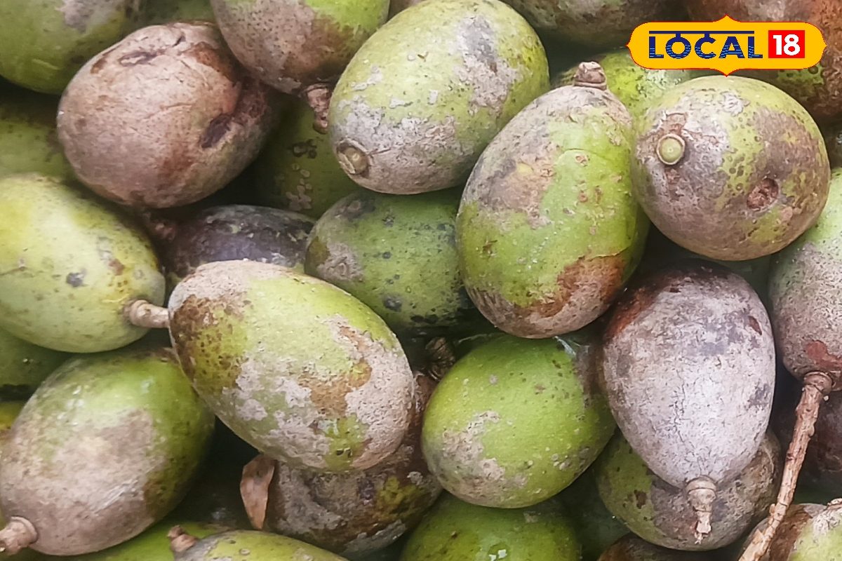 Hog Plum Benefits Hog Plum Benefits