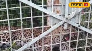 লেপার্ড উদ্ধার লেপার্ড উদ্ধার