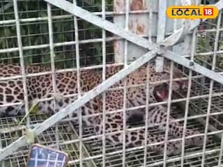 লেপার্ড উদ্ধার