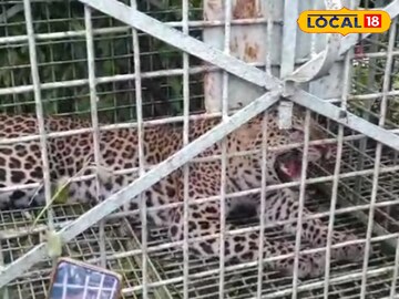 লেপার্ড উদ্ধার