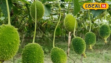 ঋতুভিত্তিক