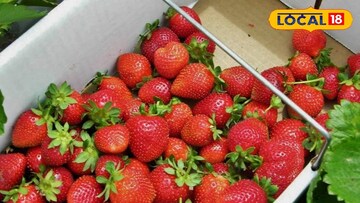 স্ট্রবেরী