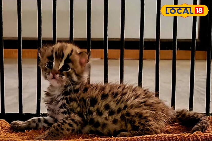 বেঙ্গল সাফারি পার্কে আবারও দারুন খবর। কিছুদিন আগেই শীলা পাঁচ শাবকের জন্ম দিয়েছিল। এবার এক নতুন অতিথির আগমন হল সাফারি পার্কে। জন্ম হল চিতাবিড়াল শাবকের।