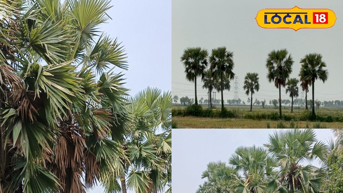 Palm Tree Benefits: ‘তালগাছ এক পায়ে দাঁড়িয়ে’ রক্ষা করে অনেককিছু ...