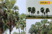‘তালগাছ এক পায়ে দাঁড়িয়ে’ রক্ষা করে অনেককিছু! দেখুন তালগাছের দারুণ সব উপকারিতা