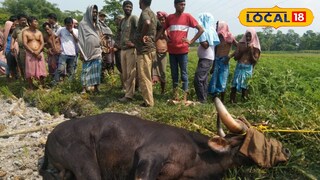 ঘুমপাড়ানি গুলি করে কাবু করা হয়েছে বাইসনকে