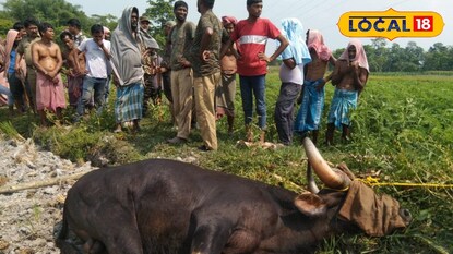 ঘুমপাড়ানি গুলি করে কাবু করা হয়েছে বাইসনকে ঘুমপাড়ানি গুলি করে কাবু করা হয়েছে বাইসনকে