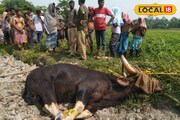 তুমুল তাণ্ডব বাইসনের, শেষে ঘুম পাড়ানি গুলিতে কাবু