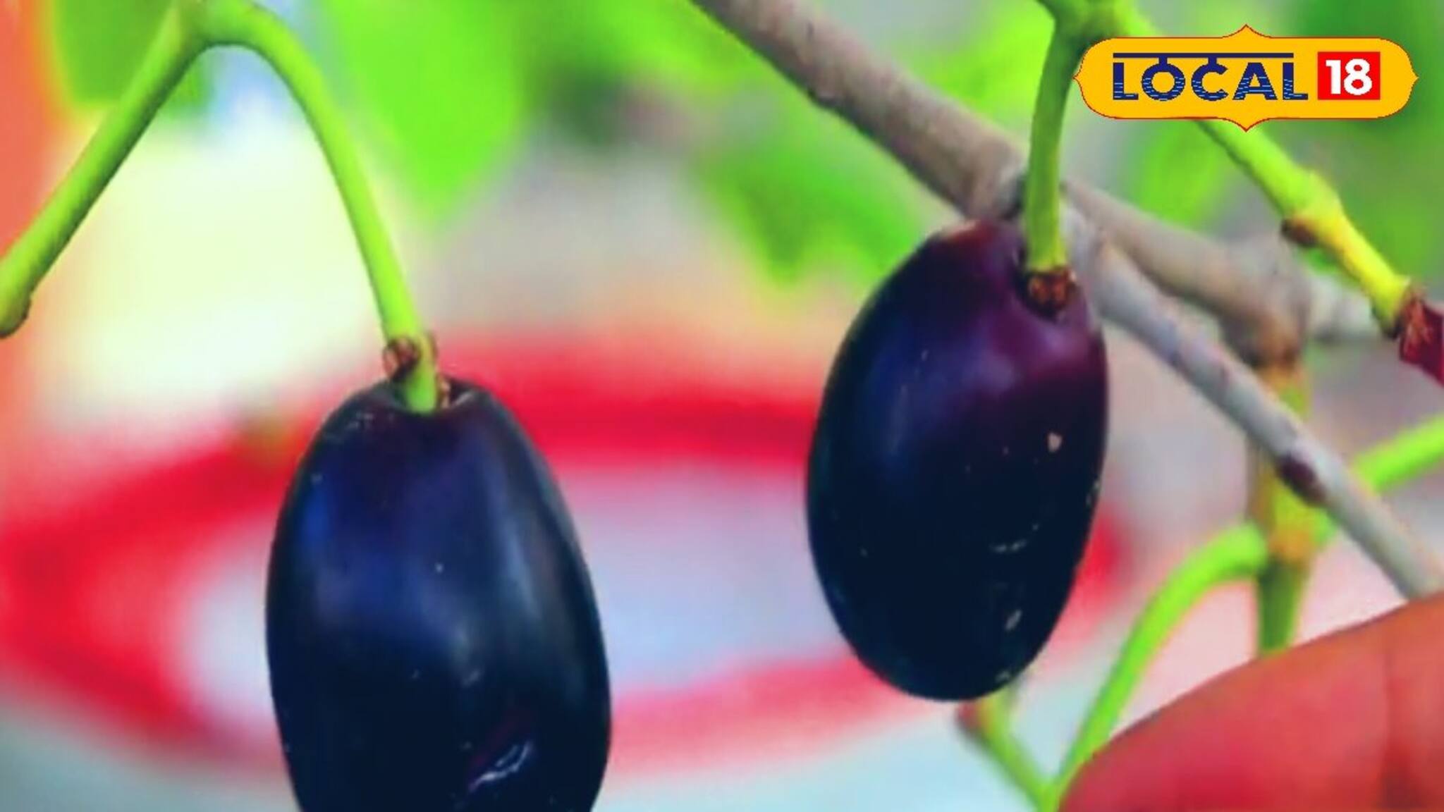 এবার টবেই ফলবে গাছভর্তি রসালো কালো জাম! শুধু জানতে হবে 'এই' সহজ পদ্ধতি