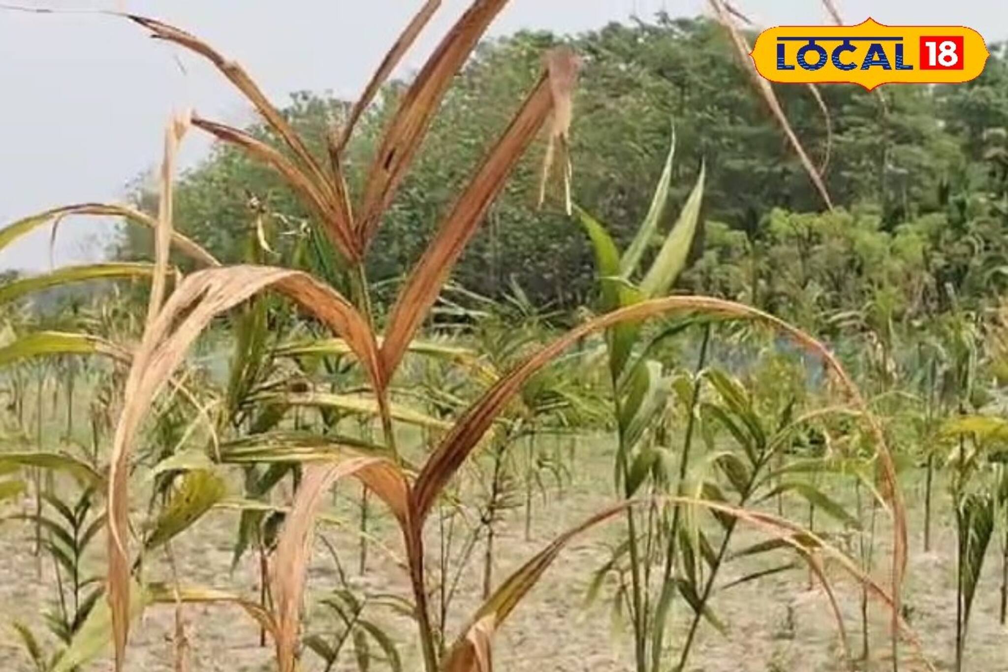 মাঠেই শুকিয়ে যাচ্ছে, অত্যধিক গরমে সুপারি চাষের ব্যাপক ক্ষতি