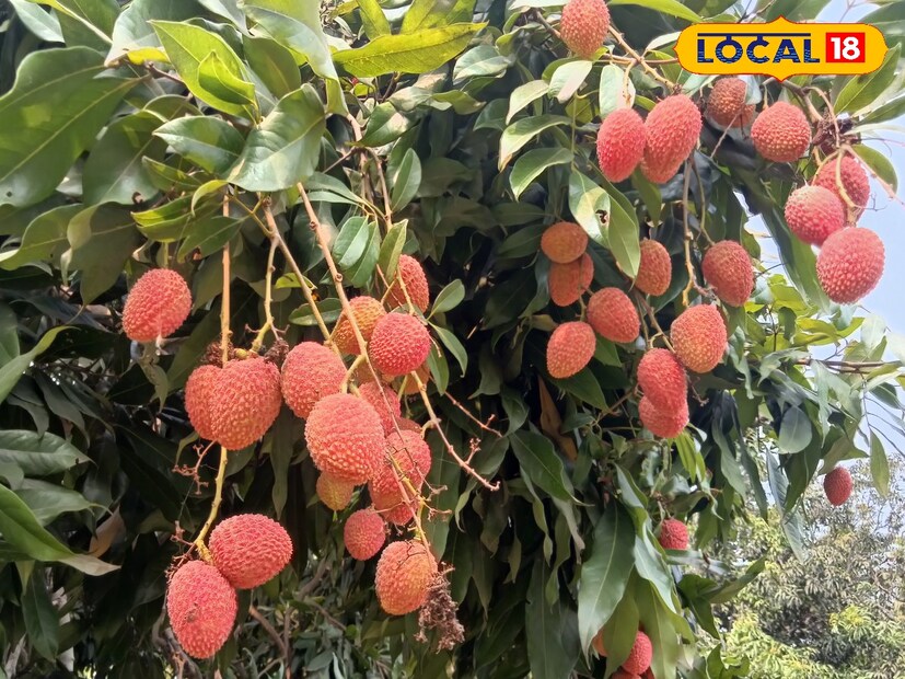 বারুইপুর, মালদহ, মুর্শিদাবাদ এবং নদিয়া অন্যতম। তবে, আঁটির লিচু অর্থাৎ দেশীয় প্রজাতির টক মিষ্টি লিচুই বেশি প্রচলিত স্থানীয় বাজারে। এরপরেই বোম্বাই লিচুর স্থান।
