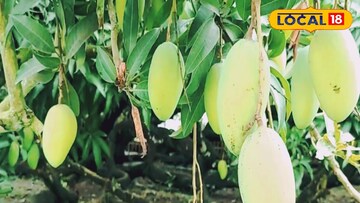 সূর্যাপছুরী