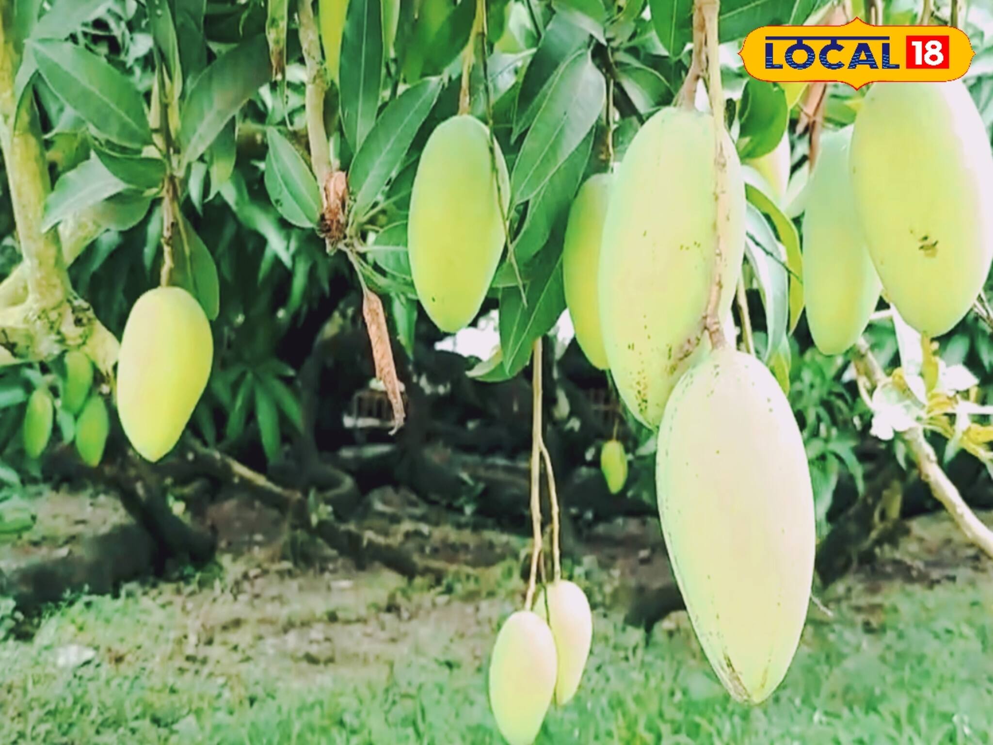 আর মিলছে না বাজারে, বিখ্যাত এই রসালো মিষ্টি আম কি তবে বিলুপ্তির পথে?