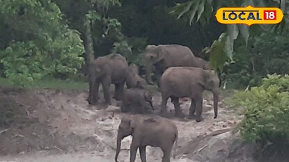 জল কষ্ট হাতির 