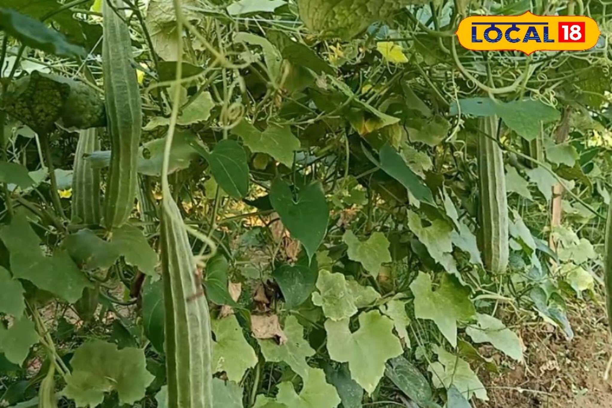 ঋতুভিত্তিক ধান, পাট ছেড়ে সবজি চাষে মেতেছেন কৃষকরা