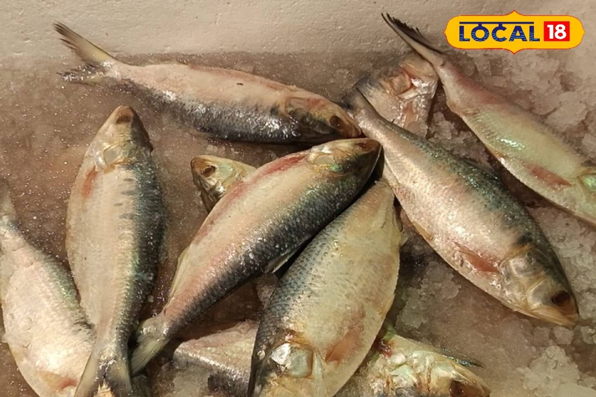 জামাইয়ের পাতে ইলিশ,কত খরচ করতে হবে শ্বশুর-শাশুড়িদের?জামাইষষ্ঠীতে কত ইলিশের দাম