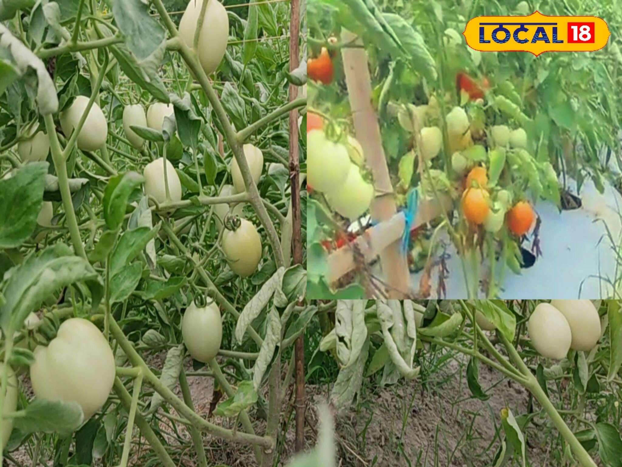 প্রচন্ড গরমে এই টম্যাটো চাষ করলেই হবে উপরি রোজগার