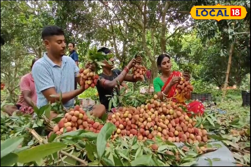 এবছর গোটা বাংলা জুড়েই লিচুর ফলন তুলনামূলক কম হয়েছে বলে জানায় কৃষকেরা। কিন্তু তারপরেও বাংলার সুস্বাদু লিচু উড়ে যাচ্ছে দেশের বিভিন্ন প্রান্তে। তার ফলেই আসন্ন জামাইষষ্ঠীতে লিচুর মূল্য খানিক বৃদ্ধি পতে পারে বলে  মনে করছেন দোকানদারেরা।