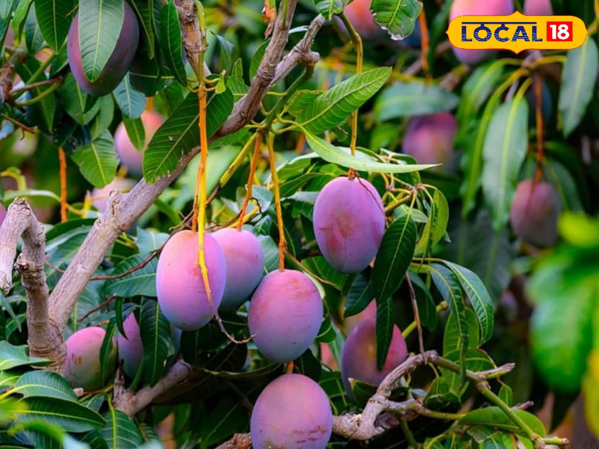 দাম লাখ টাকারও বেশি! বিক্রি হয় নিলামে! বাড়িতেই কী ভাবে ফলাবেন এই আম