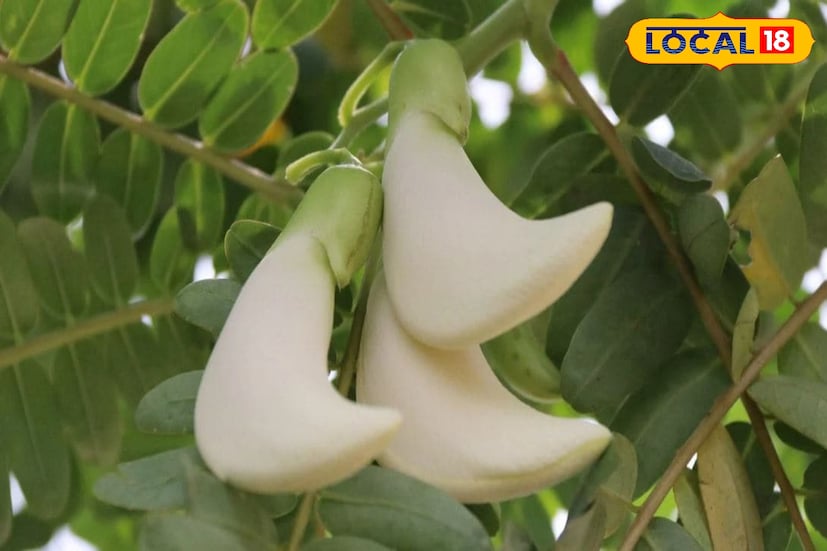 *শরীরে জ্বালা পোড়া, ব্যথা কমাতে, চুলকানি, দাদের নিরাময়ে বক ফুল ব্যবহার করা হয়। গ্যাসট্রিক আলসার প্রতিরোধ করতেও ভূমিকা রয়েছে এই ফুলের। কোষ্ঠকাঠিন্য দূর করতে, কৃমির সমস্যায়, পাইলস রুখতেও কাজে লাগানো হয় বকফুল।
