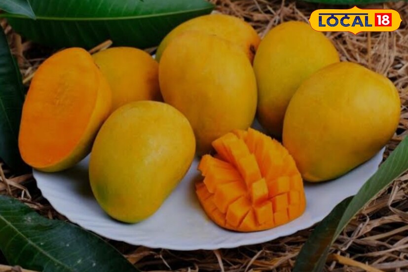 মরশুমি ফল আমে পুষ্টিগুণ থাকা সত্ত্বেও অনেকেই আম খেতে ভয় পান। আমে প্রাকৃতিকভাবেই চিনির পরিমাণ বেশি। তাই এটি খেলে মানুষের শরীরের সুগারের মাত্রা আরও বেড়ে যায়। 