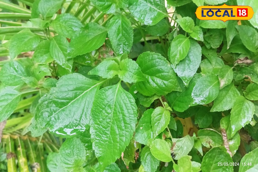 রাম তুলসী: সাধারণ তুলসী পাতার থেকে অনেকটাই বড় সাইজের গাছ এবং পাতার সাইজ বড়। এই পাতা চাপ উদ্বেগ বা প্রদাহ কমাতে সাহায্য করে।