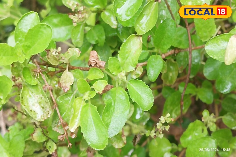 তুলসী: ছোট সবুজ পাতা। ব্রণের সমস্যায় দারুন কার্যকরী। ত্বকের সংক্রমন দূর করে, এক্সিমা ও শ্বেতী সারাতে অব্যর্থ এই তুলসী। সর্দি কাশি ও চুলের পক্ষেও বিষণ উপকারী।