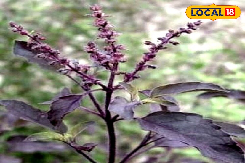 কৃষ্ণ তুলসী: এই তুলসী সাধারণ তুলসী পাতার মতই দেখতে। তবে এই গাছ ও পাতা সবুজ হয়না, কৃষ্ণ তুলসী পাতা গাঢ় বেগুনি রঙের হয়। উপকারের দিক থেকে সব থেকে গুণী এই তুলসী পাতা। এটি অ্যান্টিমাইক্রোবিয়াল, অ্যান্টিভাইরাল, অ্যান্টিইনফ্লেমেটারি সমৃদ্ধ। জ্বর সর্দি দূর করে, শ্বাসযন্ত্রের সংক্রমণ সারাতে ও হজম শক্তি বাড়ায়।