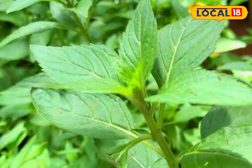 মিন্ট তুলসী: সাধারণ তুলসীর পাতার তুলনায় পাতা একটু গোলাকার। সাধারণ তুলসী পাতার তুলনায় অনেকটা মসৃণ। বহু গুণের অধিকারী হলেও এই তুলসীর দু চারখানা পাতা। নাক জমা ও অল্প গলা ব্যথায় দারুন কার্যকরী। তবে এই পাতার উপকার গুণ পেতে বিশেষজ্ঞের পরামর্শ মেনে ব্যবহার করলে সঠিক উপকার পাওয়া যায়।