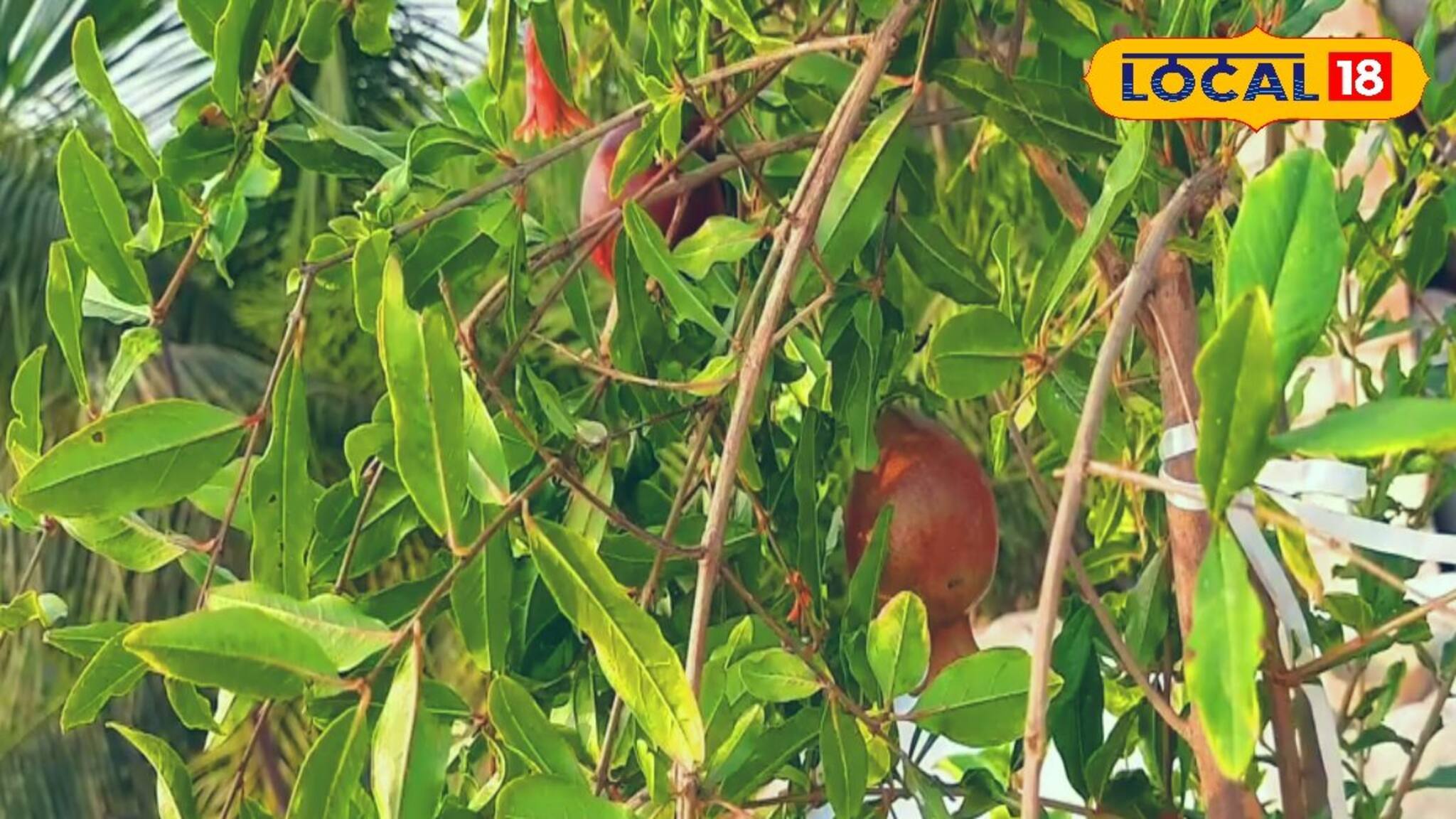 বাড়িতেই লাগাতে পারেন লাল টুকটুকে ডালিম ফল পাবেন এক বছরের মধ্যেই! শুধু মানতে হবে এই নিয়ম