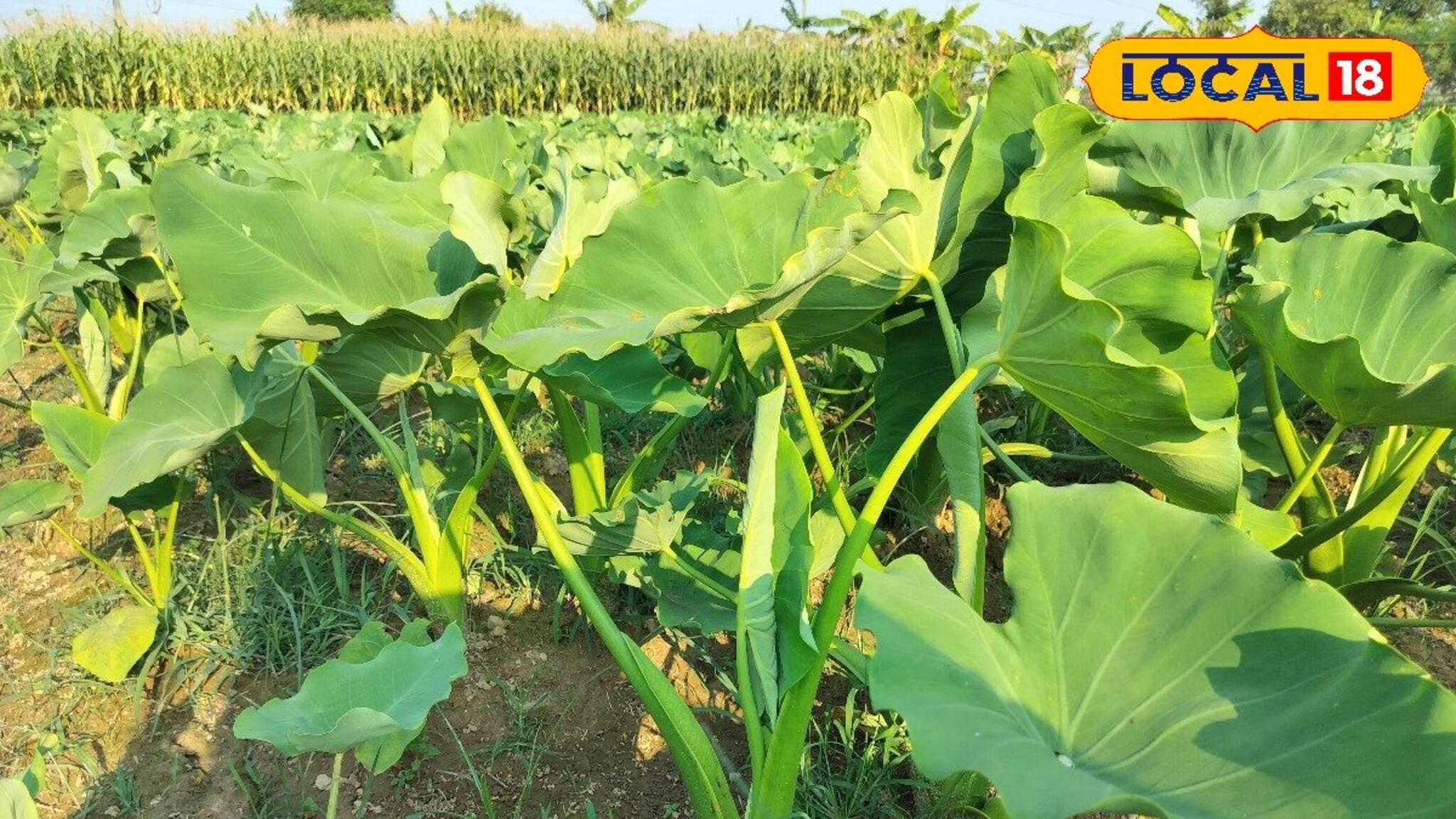 South Dinajpur News: গতানুগতিক সবজি ছেড়ে 'এই' চাষ করে দ্বিগুন লাভ! আচমকাই বেড়েছে বাজারদর, চাষের পদ্ধতি জানুন এক নজরে