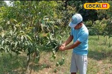 এবার বছরভর মিলবে গাছপাকা মালদহের আম! নতুন প্রজাতির আম চাষ করতে পারেন আপনিও