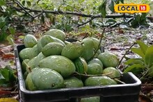 ঘূর্ণিঝড়ের দাপটে কাঁচায় ঝরে পড়েছে আম! বাজারে অমিল হতে পারে হিমসাগর